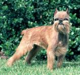 Brussels Griffon