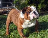 Bulldog