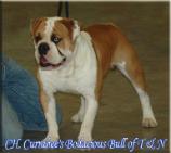 Olde English Bulldogge