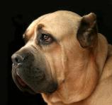 Cane Corso