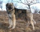 Carpathian Sheepdog