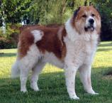 Caucasian Mountain Dog