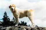 Central Asian Shepherd Dog