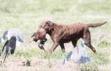 Chesapeake Bay Retriever