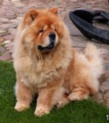 Chow Chow