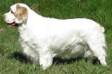 Clumber Spaniel