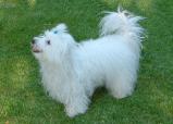 Coton de Tulear