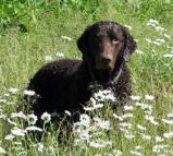 Curly Coated Retriever