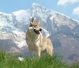 Czechoslovakian Wolfdog