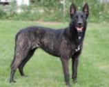 Dutch Shepherd