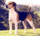 English Foxhound