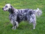 English Setter