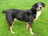 Entlebucher Mountain Dog