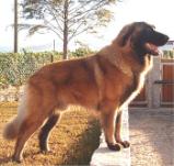 Estrela Mountain Dog