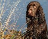 Field Spaniel