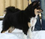 Finnish Lapphund