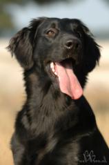 Flat-Coated Retriever