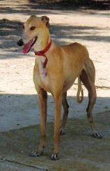 Galgo Español