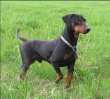 German Pinscher