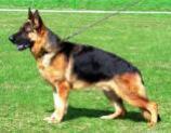 German Shepherd Dog