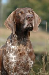 German Shorthaired Pointer