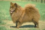 German Spitz