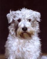 Glen of Imaal Terrier