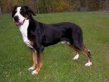 Greater Swiss Mountain Dog