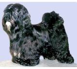 Havanese