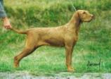 Hungarian Wirehaired Vizsla