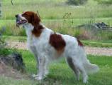 Irish Red and White Setter