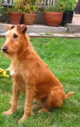 Irish Terrier