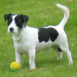 Jack Russell Terrier