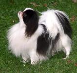 Japanese Chin