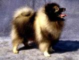 Keeshond