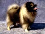 Keeshond