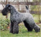 Kerry Blue Terrier