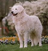 Kuvasz