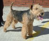 Lakeland Terrier