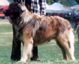 Leonberger