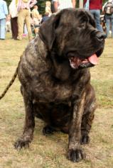 Mastiff