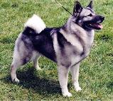 Norwegian Elkhound