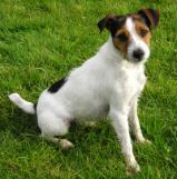 Parson Russell Terrier