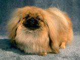 Pekingese