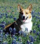 Pembroke Welsh Corgi