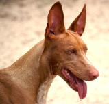 Pharaoh Hound