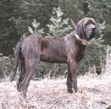 Plott Hound