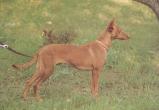 Andalusian Podenco