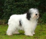 Polish Lowland Sheepdog