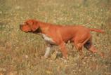 Portuguese Pointer